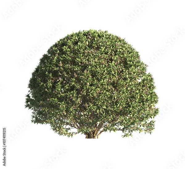 Fototapeta spherical trimmed bush transparent PNG. flower bush isolated on transparent background. Single Tropical plant fence bush. green shrub isolated on transparent. Round Shape Shrub PNG. Shrub for garden.