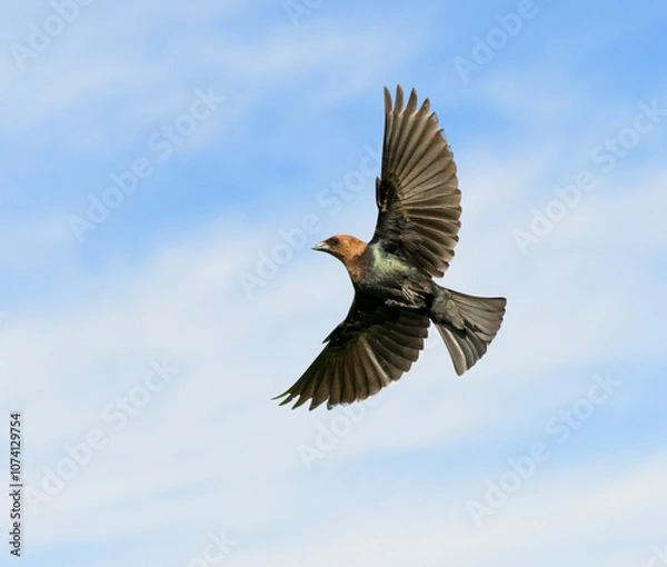 Obraz Shiny, male, Brown-headed cowbird in flight, against party cloudy sky