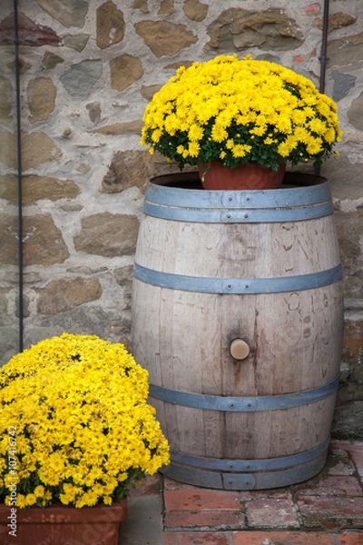 Fototapeta A fall potted chrysanthemum in garden.