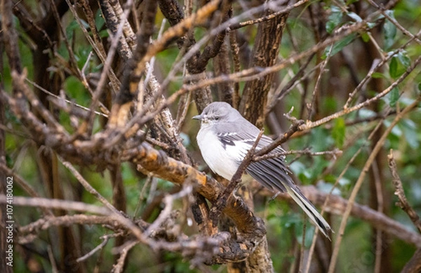 Obraz Mocking bird perched on a branch