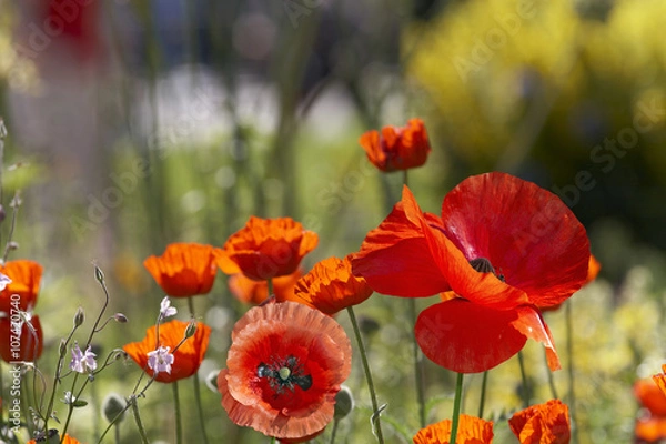 Fototapeta Poppies on meadow