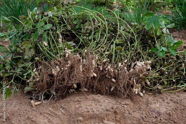 Obraz Fresh peanuts plants with roots plants harvest of peanut plants.