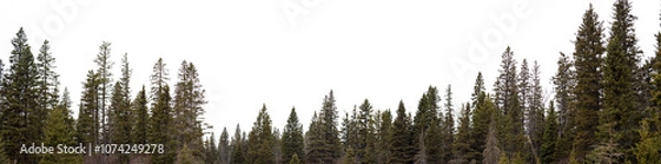 Fototapeta Panorama of spruce forest in the early winter with a transparent sky
