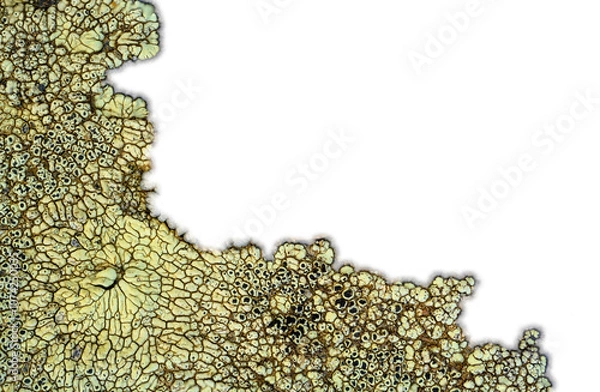 Fototapeta Macro light yellowish green complex map lichen with large white area for copy
