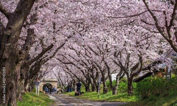Fototapeta 桜のアーチ＠佐賀県武雄市