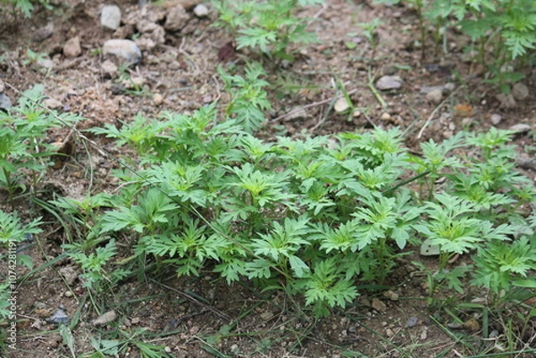 Obraz Image of pigweed blooming on the Daecheongcheon trail