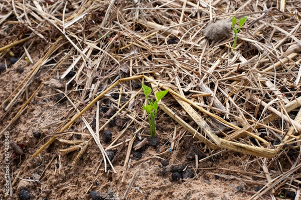 Obraz Cultivation with yam bean seeds, yam bean seedlings.Pachyrhizus erosus seedlings