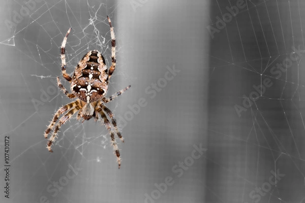 Fototapeta Kreuzspinne beim Spinnen - Eine prächtige Kreuzspinne vor entsättigtem Hintergrund