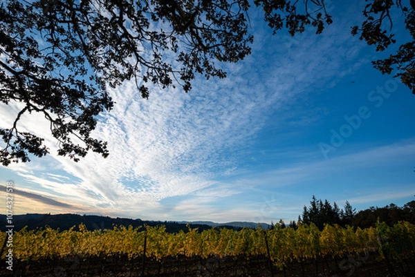 Fototapeta Golden Vineyard with Oak Tree
