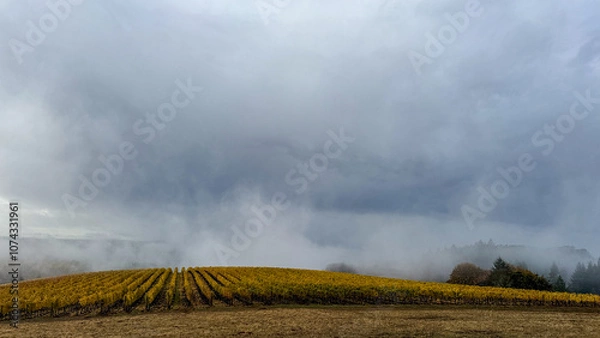 Fototapeta Golden Rows in Fall in an Oregon Vineyard