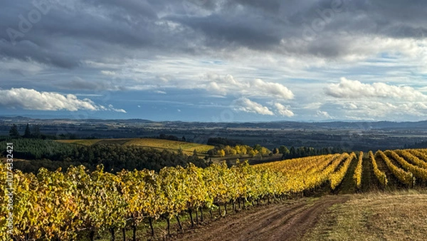 Fototapeta Lines of Golden October Vines in Oregon