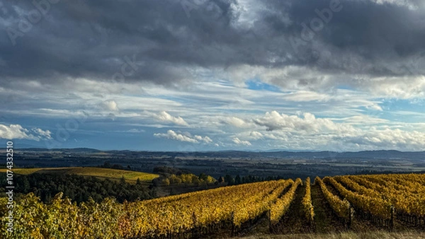 Fototapeta Lines of Golden October Vines in Oregon