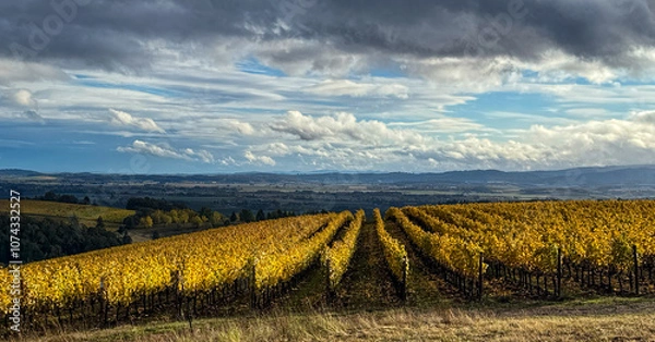 Fototapeta Lines of Golden October Vines in Oregon