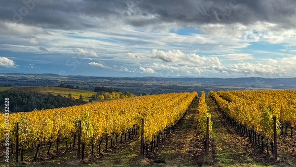 Fototapeta Lines of Golden October Vines in Oregon