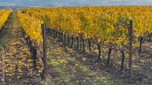 Fototapeta Looking between rows of gold in an Oregon vineyard, fallen leaves on green grass, trellised vines leading the eye over the hill.