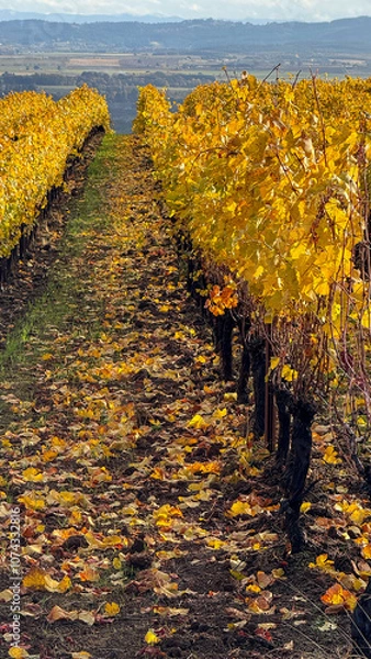 Fototapeta Looking between rows of gold in an Oregon vineyard, fallen leaves on green grass, trellised vines leading the eye over the hill.