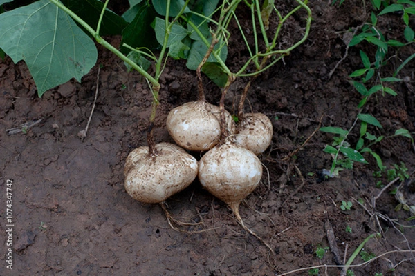 Obraz Organic yam bean harvest in the fields.