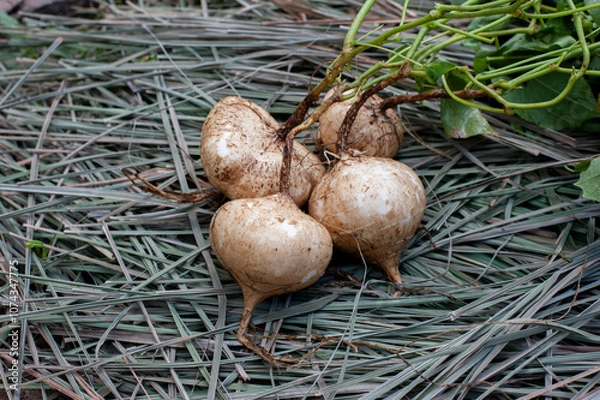 Obraz Organic yam bean harvest in the fields.