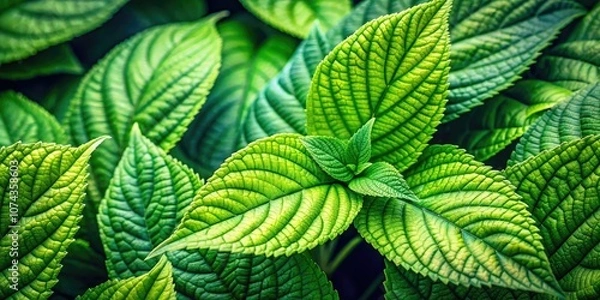 Fototapeta Macro Photography of Green Leaves for Marketing Poster Design in Diffuse Style