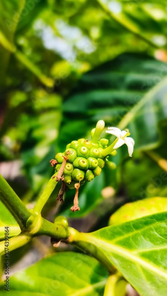 Fototapeta Morinda Citrifolia or commonly called noni is a type of fruit that is widely eaten and used as medicine because it contains vitamin C and selenium