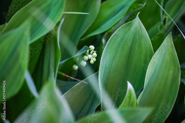 Obraz lily of the valley