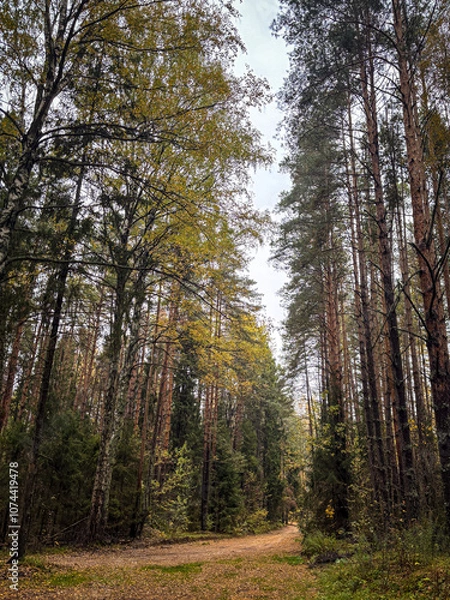 Obraz road in the forest