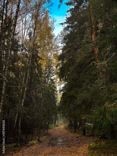 Obraz path in the woods