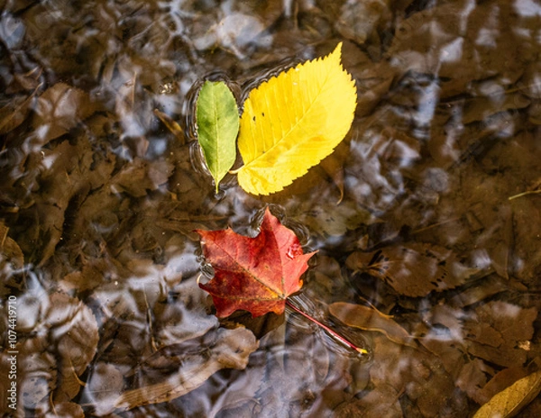 Obraz autumn leaves on the ground