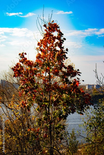 Obraz tree in autumn