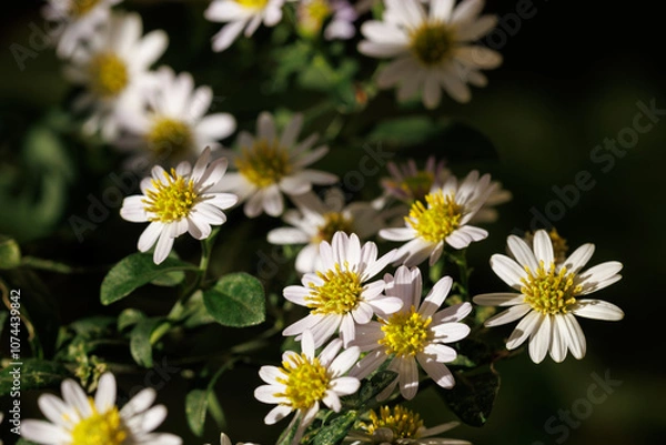 Obraz 夕日を浴びる山白菊の花々