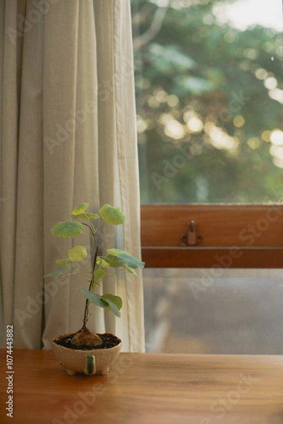 Obraz Serenity by the Window: Peaceful Scene with Sunlit Potted Plant