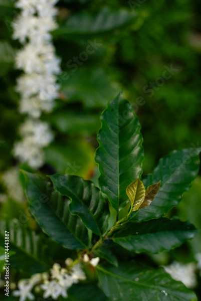 Obraz New Growth on Coffee Tree in Early Spring