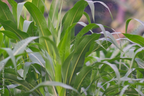 Fototapeta view of corn leaves. corn leaf background. corn growing abundantly in the garden.