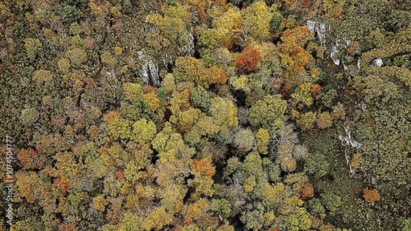 Fototapeta Forest autumn