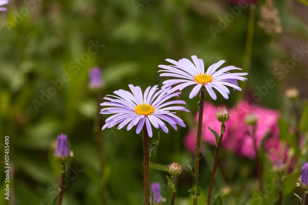 Obraz flower