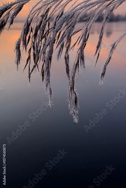 Fototapeta A branch of a plant covered with frost. Macro nature. Natural background. Sunset, sunrise, Lake shore. The reflection of the sky in the water. Copy space