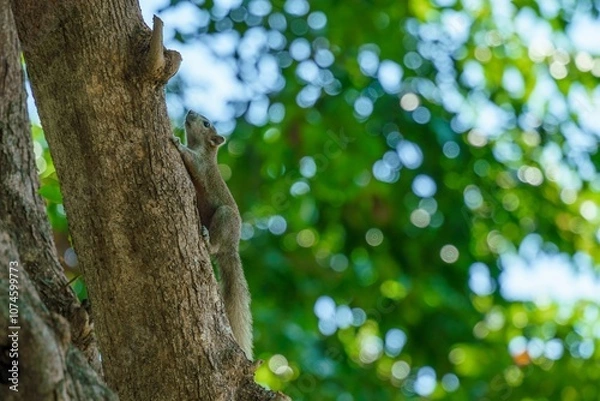 Obraz Alert Squirrel Clinging to Tree Bark