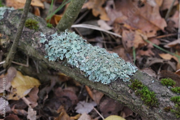 Fototapeta Flechte auf einem Ast