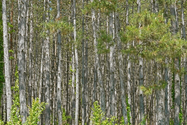 Fototapeta Kiefernwald