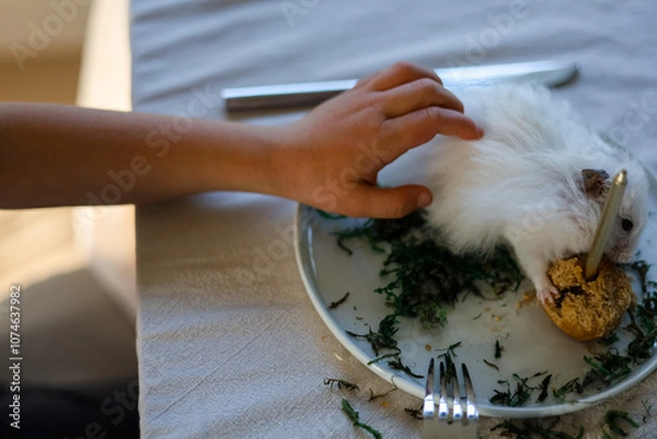 Fototapeta Human hand touch a white hamster that eats cake with candle and stay on the dinner plates with fork, knife.