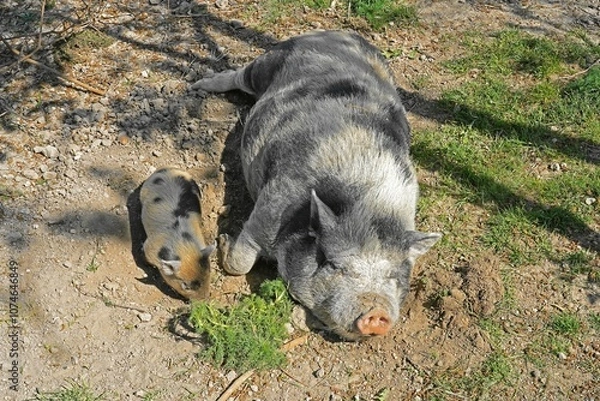Obraz Mangalitzaschwein