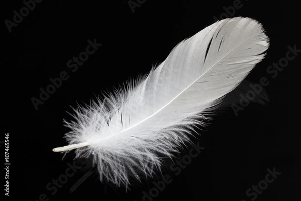 Obraz white swan feather isolated on black background