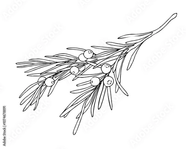 Obraz Linear doodle illustration of juniper. Hand drawn vector botanical, medicinal forest plant, and berries on white background. Christmas, winter and autumn graphic element.