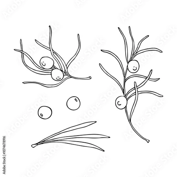 Fototapeta Set of linear doodle illustrations of juniper. Hand drawn vector botanical, medicinal forest plants, branches and berries on white background. Christmas, winter and autumn graphic elements.