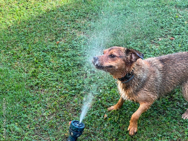 Fototapeta Small brown mixed breed dog taking a shower in a stream of water from a garden hose lying on the lawn
