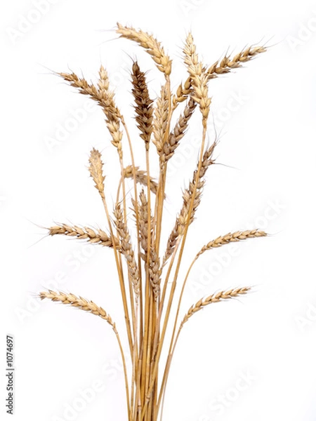 Obraz Złota pszenica