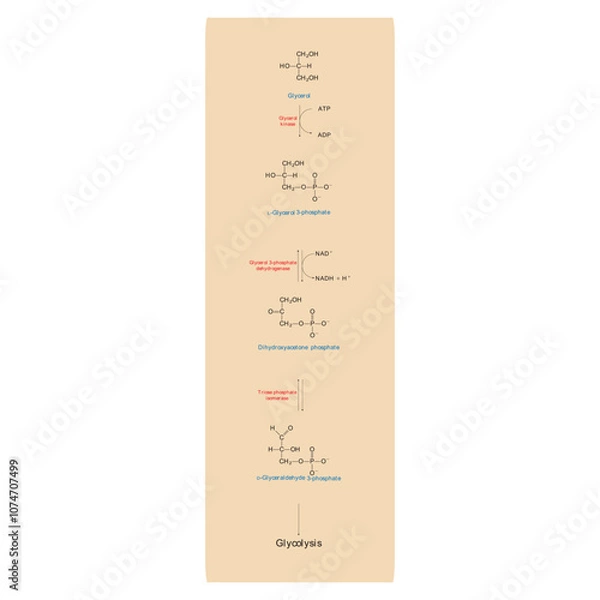 Fototapeta Diagram showing conversion of Glycerol to DAG and glycolysis - biochemical enzymatic reaction. Simple scientific illustration.