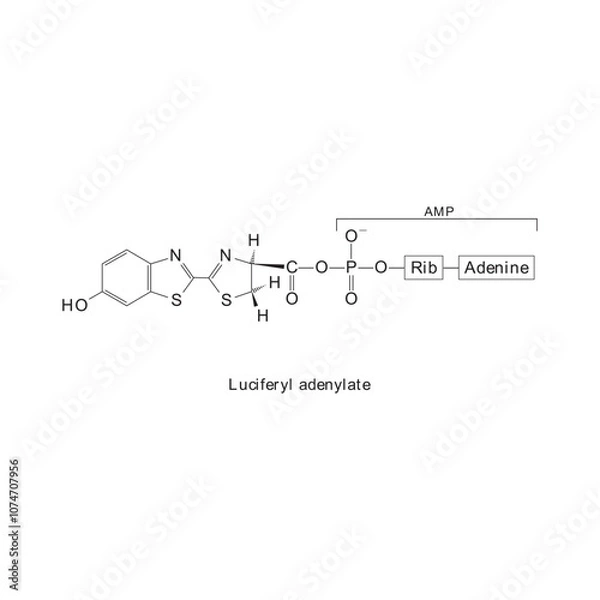 Fototapeta Luciferyl adenylate skeletal structure diagram.Organic molecule compound molecule scientific illustration.