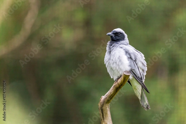 Fototapeta Fluffed  Black-faced Cuckooshrike (Coracina novaehollandiae) perched on a branch in a natural setting with blurred green background, Australia