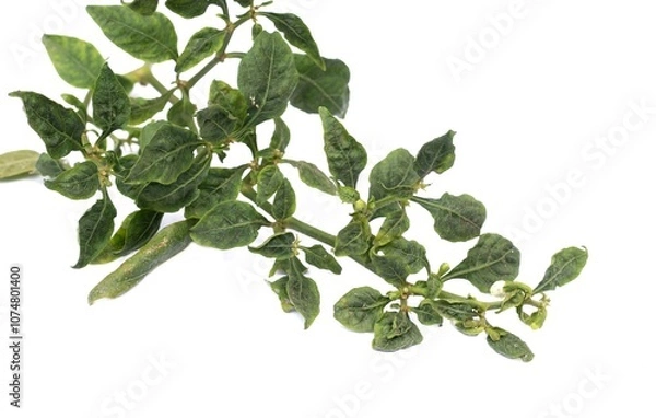 Fototapeta Chili Leaf Curl Virus or Disease  Isolated on White Background with Copy Space